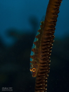 Whip coral goby ~ Sodwana Bay, South Africa by Gemma Dry 